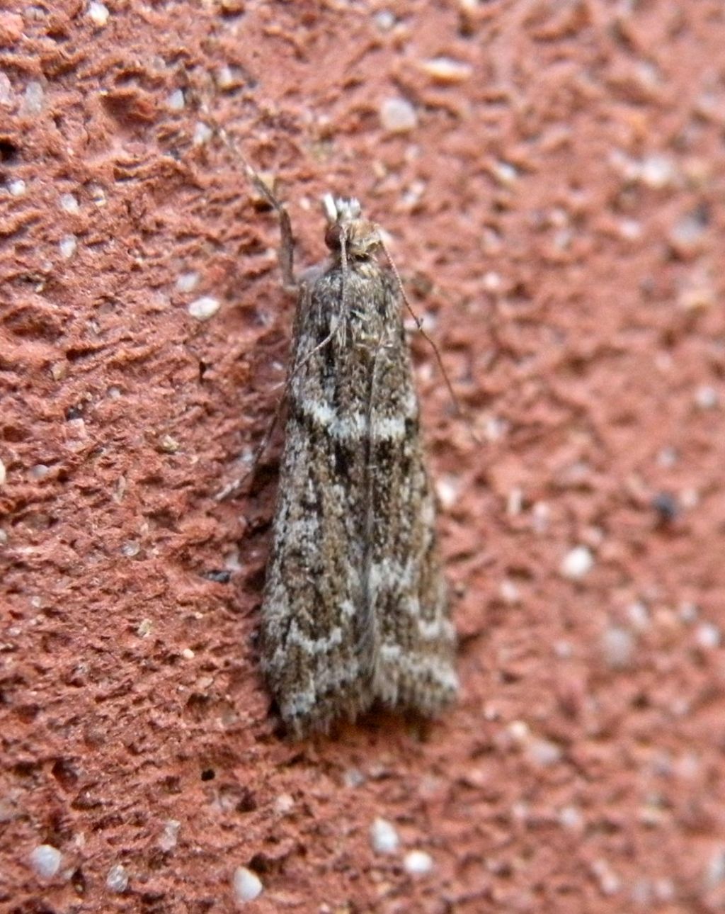 Scoparia ambigualis?